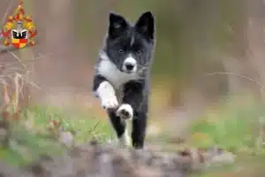 Mehr über den Artikel erfahren Border Collie Züchter und Welpen in Hildesheim