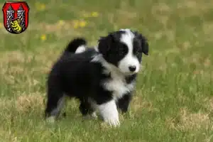 Mehr über den Artikel erfahren Border Collie Züchter und Welpen in Hof (Saale)
