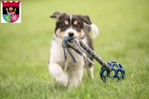 Mehr über den Artikel erfahren Border Collie Züchter und Welpen in Hofheim am Taunus
