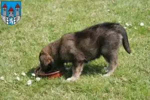 Mehr über den Artikel erfahren Border Collie Züchter und Welpen in Holzminden
