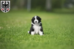 Mehr über den Artikel erfahren Border Collie Züchter und Welpen in Ingelheim am Rhein