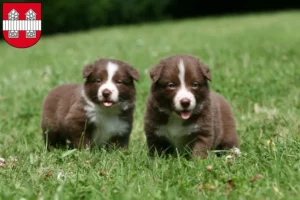 Mehr über den Artikel erfahren Border Collie Züchter und Welpen in Innsbruck