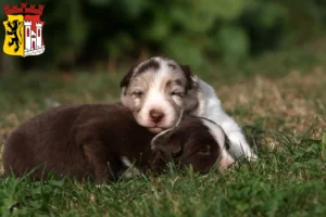 Mehr über den Artikel erfahren Border Collie Züchter und Welpen in Jülich
