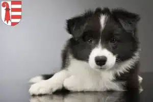 Mehr über den Artikel erfahren Border Collie Züchter und Welpen in Jura