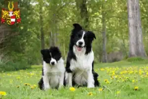 Mehr über den Artikel erfahren Border Collie Züchter und Welpen in Kärnten