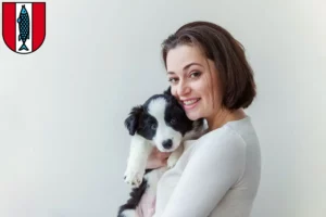 Mehr über den Artikel erfahren Border Collie Züchter und Welpen in Kaiserslautern