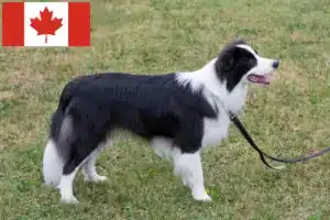 Mehr über den Artikel erfahren Border Collie Züchter und Welpen in Kanada