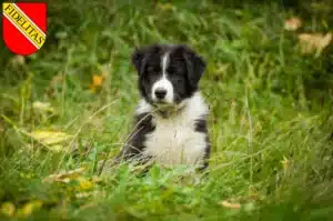 Mehr über den Artikel erfahren Border Collie Züchter und Welpen in Karlsruhe