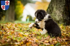 Mehr über den Artikel erfahren Border Collie Züchter und Welpen in Karlstadt