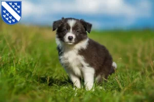 Mehr über den Artikel erfahren Border Collie Züchter und Welpen in Kassel