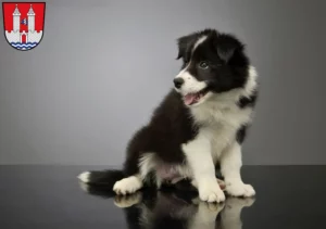 Mehr über den Artikel erfahren Border Collie Züchter und Welpen in Kelheim