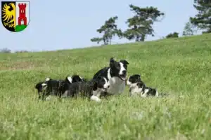 Mehr über den Artikel erfahren Border Collie Züchter und Welpen in Kempten (Allgäu)