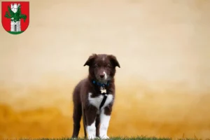 Mehr über den Artikel erfahren Border Collie Züchter und Welpen in Klagenfurt