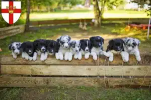 Mehr über den Artikel erfahren Border Collie Züchter und Welpen in Koblenz