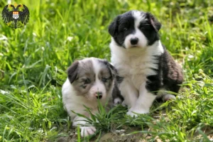 Mehr über den Artikel erfahren Border Collie Züchter und Welpen in Köln