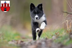Mehr über den Artikel erfahren Border Collie Züchter und Welpen in Köthen (Anhalt)