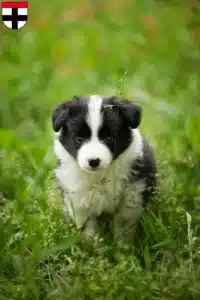 Mehr über den Artikel erfahren Border Collie Züchter und Welpen in Konstanz