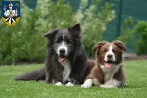 Mehr über den Artikel erfahren Border Collie Züchter und Welpen in Korbach
