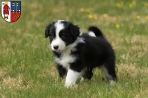 Mehr über den Artikel erfahren Border Collie Züchter und Welpen in Krefeld