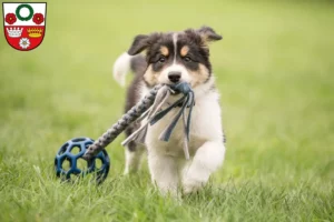 Mehr über den Artikel erfahren Border Collie Züchter und Welpen in Kronach
