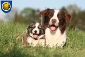 Mehr über den Artikel erfahren Border Collie Züchter und Welpen in Künzelsau