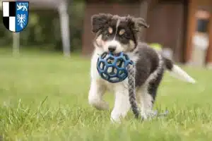 Mehr über den Artikel erfahren Border Collie Züchter und Welpen in Kulmbach