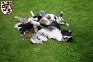 Mehr über den Artikel erfahren Border Collie Züchter und Welpen in Landau in der Pfalz