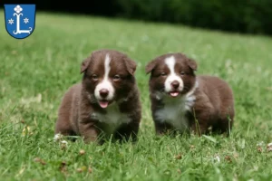 Mehr über den Artikel erfahren Border Collie Züchter und Welpen in Leer (Ostfriesland)