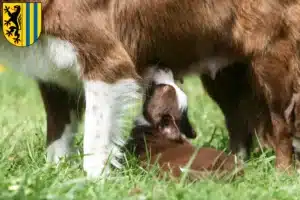 Mehr über den Artikel erfahren Border Collie Züchter und Welpen in Leipzig