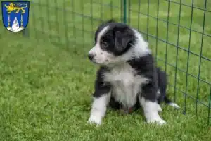 Mehr über den Artikel erfahren Border Collie Züchter und Welpen in Lichtenfels (Oberfranken)