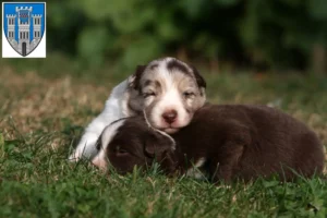 Mehr über den Artikel erfahren Border Collie Züchter und Welpen in Limburg an der Lahn