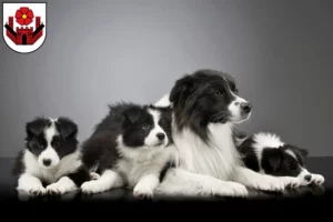 Mehr über den Artikel erfahren Border Collie Züchter und Welpen in Lippstadt