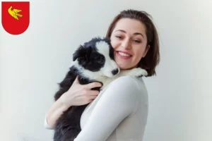 Mehr über den Artikel erfahren Border Collie Züchter und Welpen in Lörrach