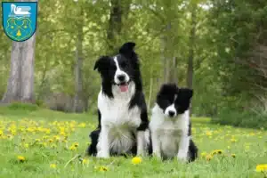 Mehr über den Artikel erfahren Border Collie Züchter und Welpen in Luckenwalde