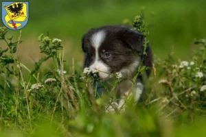 Mehr über den Artikel erfahren Border Collie Züchter und Welpen in Ludwigsburg
