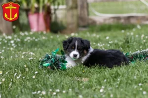 Mehr über den Artikel erfahren Border Collie Züchter und Welpen in Ludwigshafen am Rhein