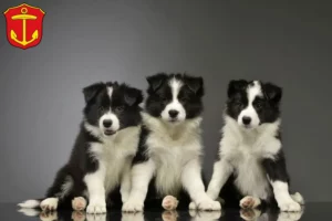 Mehr über den Artikel erfahren Border Collie Züchter und Welpen in Ludwigshafen