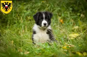 Mehr über den Artikel erfahren Border Collie Züchter und Welpen in Lübeck