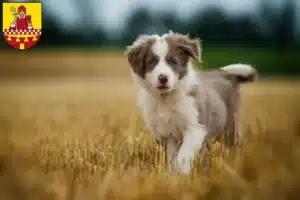 Mehr über den Artikel erfahren Border Collie Züchter und Welpen in Lüdenscheid
