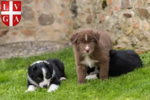 Mehr über den Artikel erfahren Border Collie Züchter und Welpen in Lugano