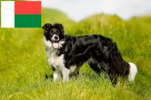 Mehr über den Artikel erfahren Border Collie Züchter und Welpen in Madagaskar