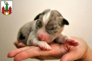 Mehr über den Artikel erfahren Border Collie Züchter und Welpen in Magdeburg