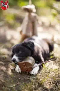 Mehr über den Artikel erfahren Border Collie Züchter und Welpen in Marburg