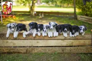 Mehr über den Artikel erfahren Border Collie Züchter und Welpen in Marktoberdorf