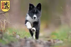 Mehr über den Artikel erfahren Border Collie Züchter und Welpen in Meißen