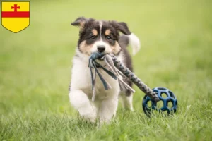 Mehr über den Artikel erfahren Border Collie Züchter und Welpen in Meppen