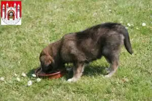 Mehr über den Artikel erfahren Border Collie Züchter und Welpen in Merseburg