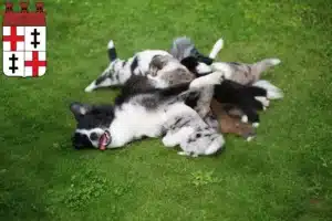 Mehr über den Artikel erfahren Border Collie Züchter und Welpen in Merzig