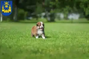 Mehr über den Artikel erfahren Border Collie Züchter und Welpen in Mettmann
