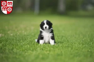 Mehr über den Artikel erfahren Border Collie Züchter und Welpen in Miltenberg